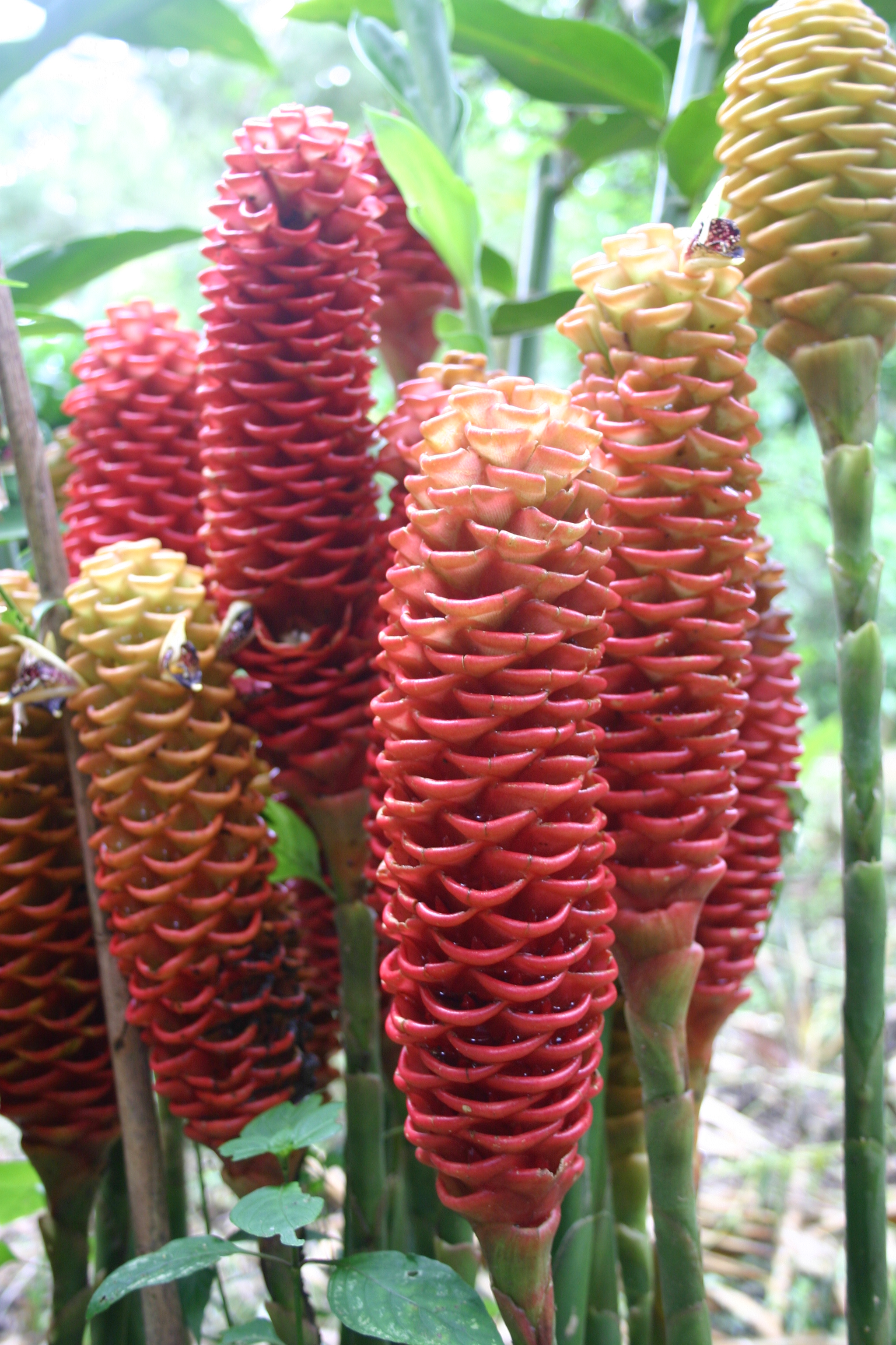 punta mona, puerto viejo 086